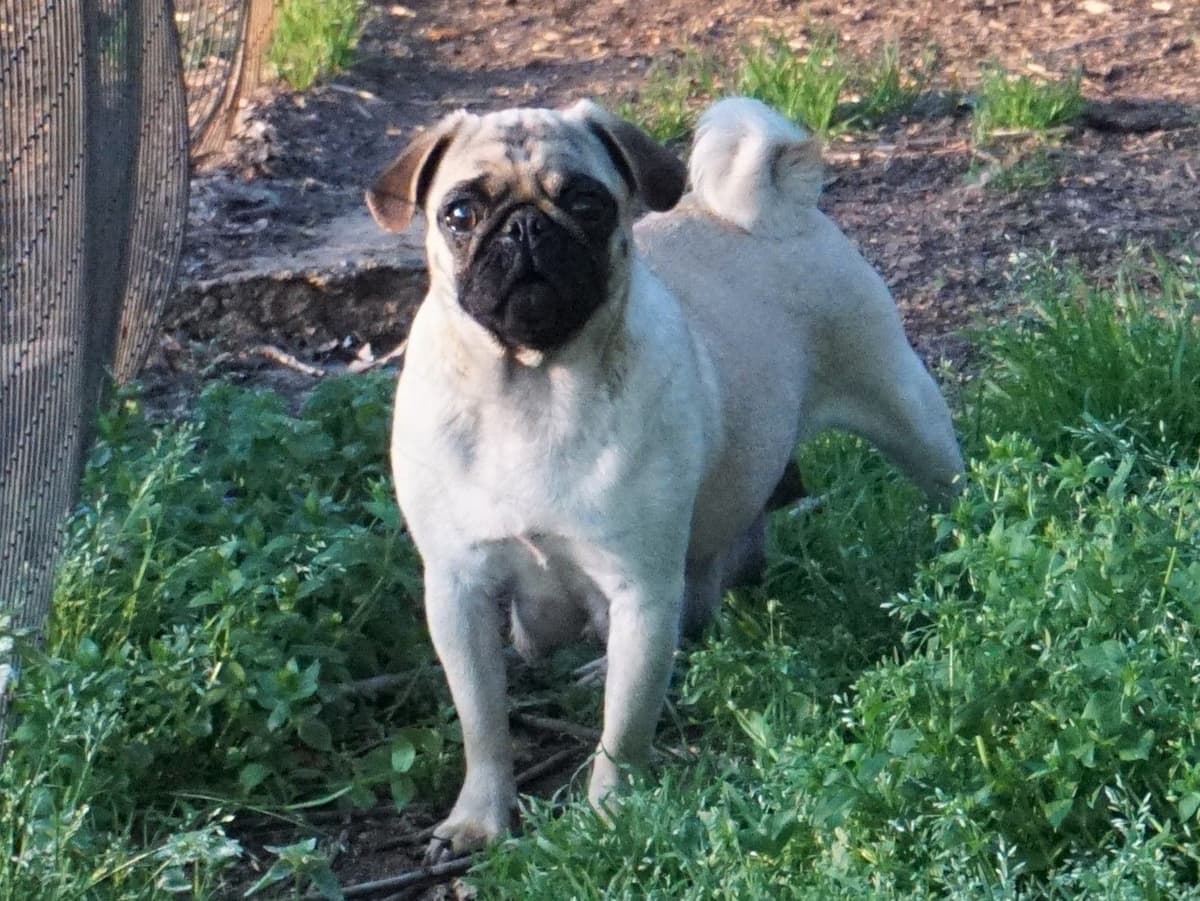 Pug Puppies breeder image 19