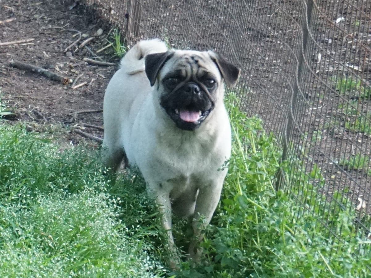 Pug Puppies breeder image 20