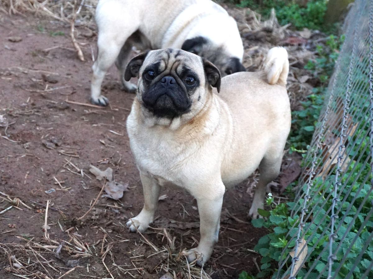 Pug Puppies breeder image 21