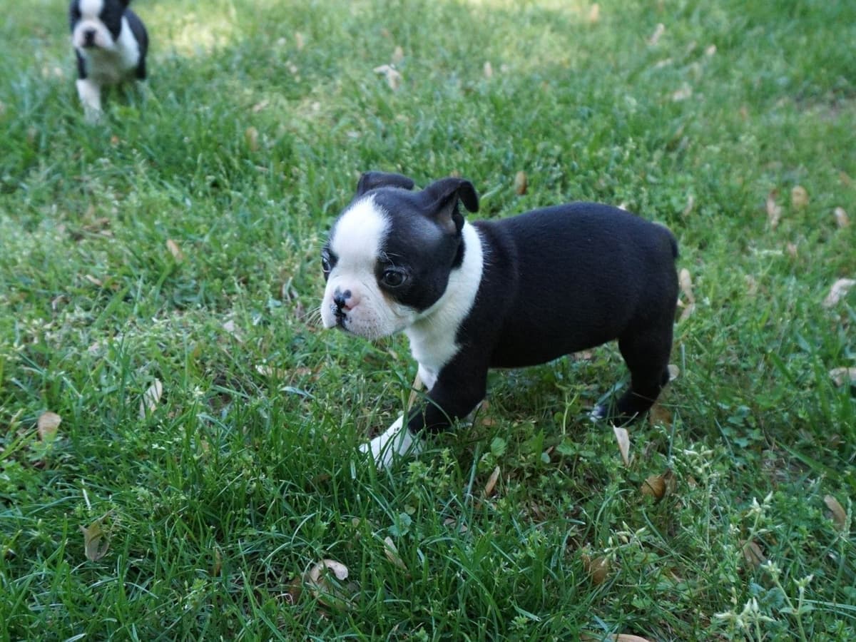 Pug Puppies breeder image 22