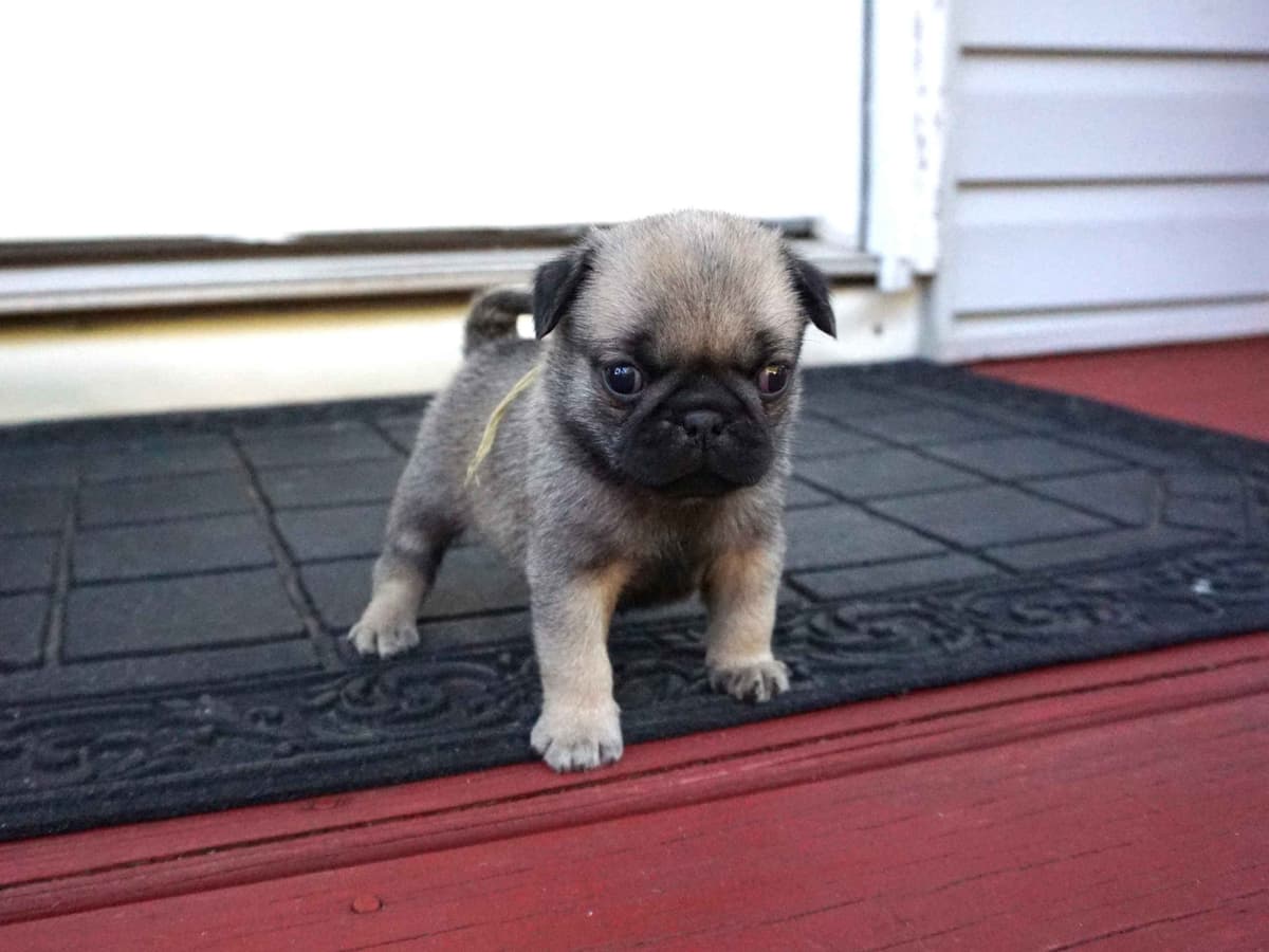 Pug Puppies breeder image 23