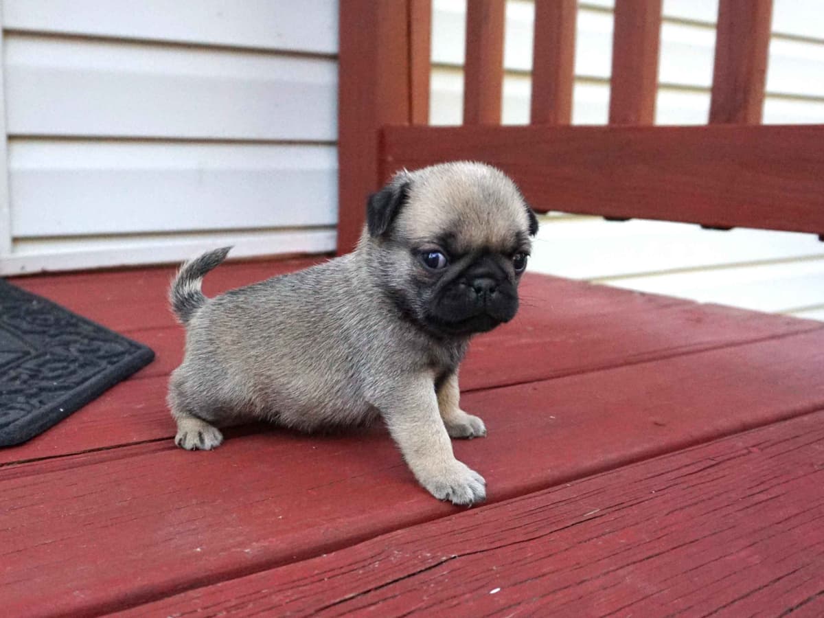 Pug Puppies breeder image 24