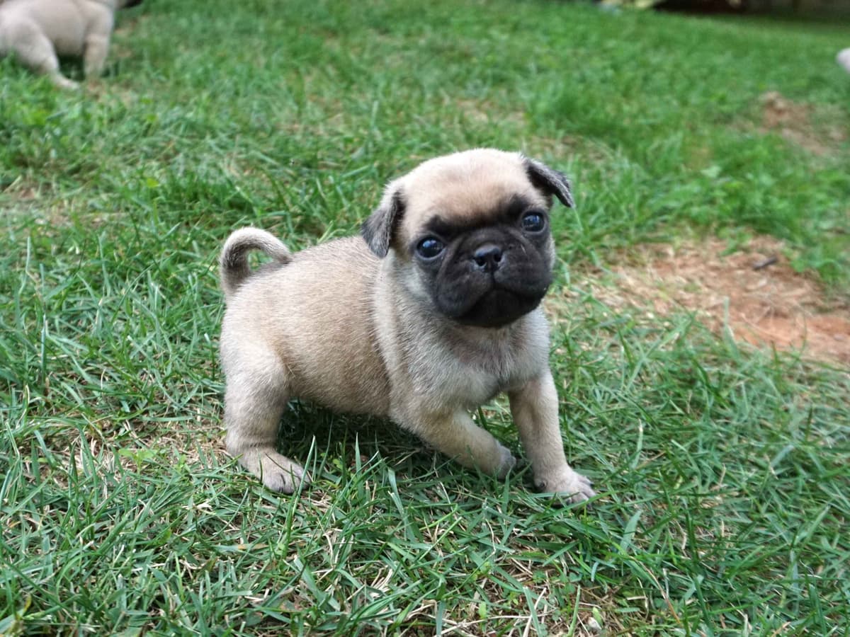 Pug Puppies breeder image 25