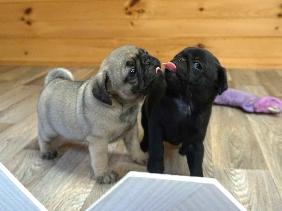 Pug Puppies breeder image 26