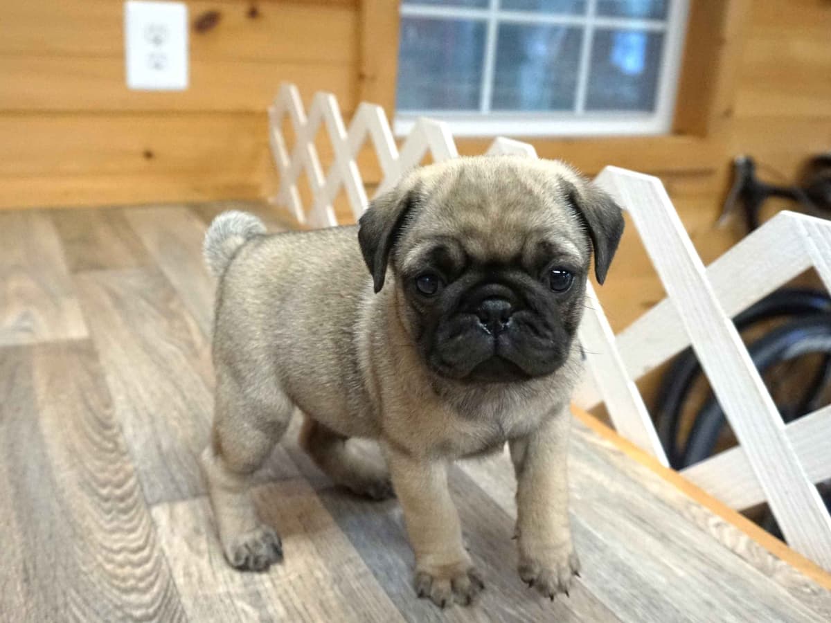 Pug Puppies breeder image 27