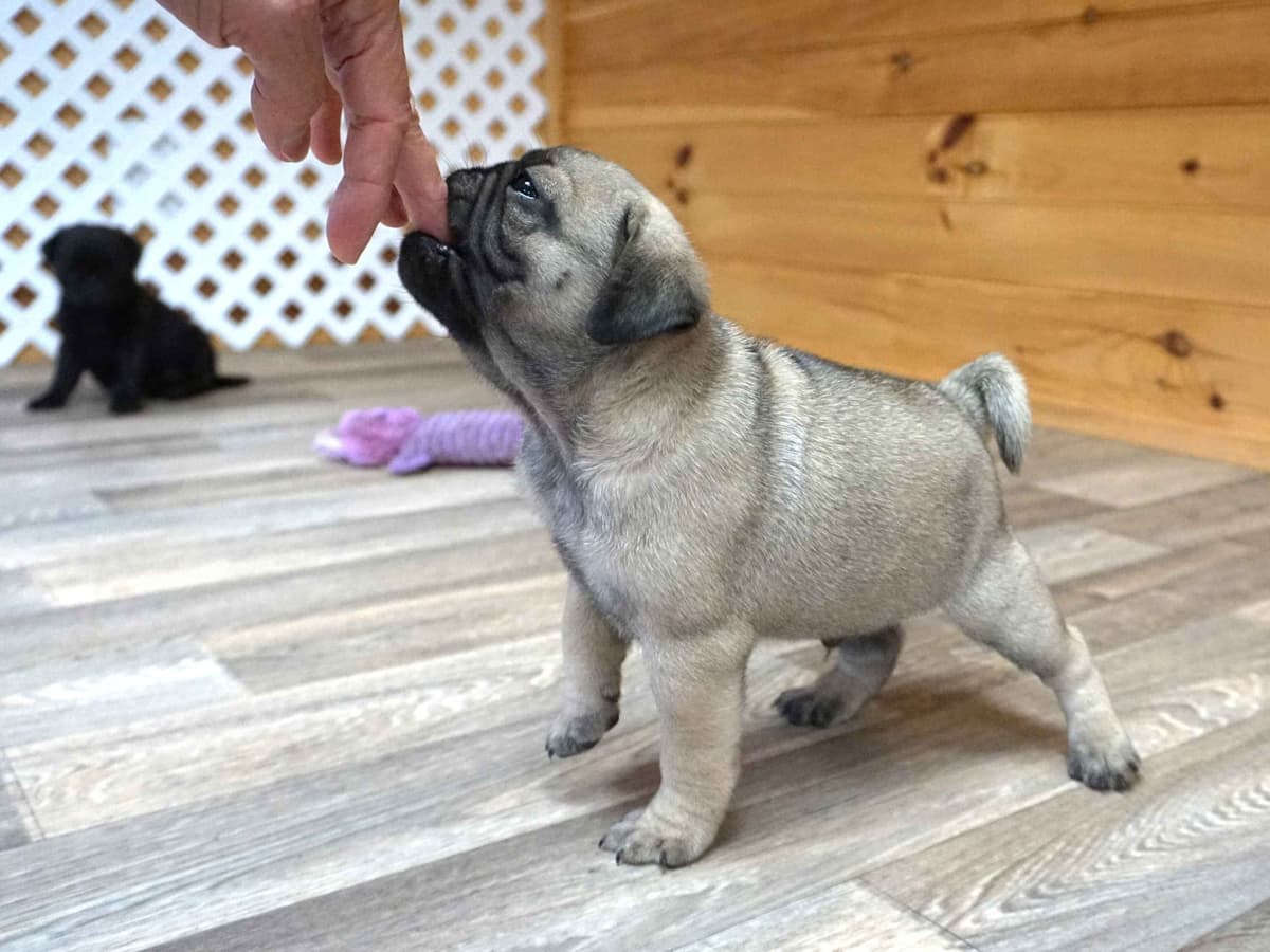 Pug Puppies breeder image 29
