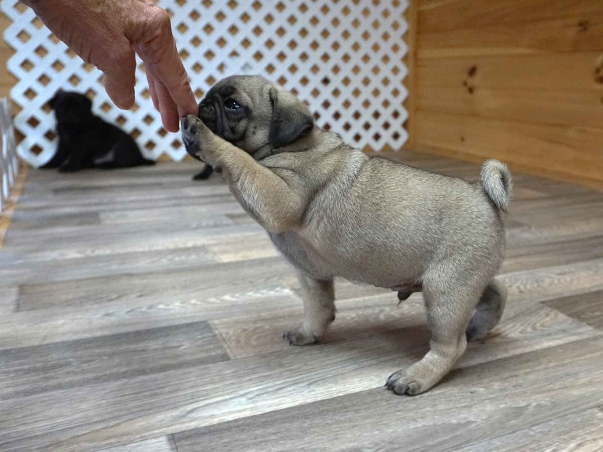 Pug Puppies breeder image 28