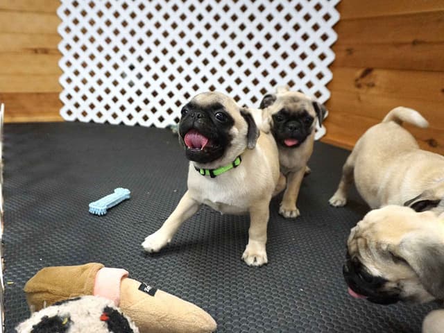 Pug Puppies media 2