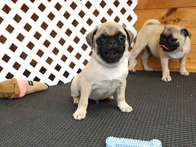 Pug Puppies media 3