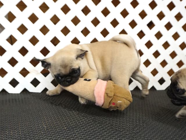 Pug Puppies media 4