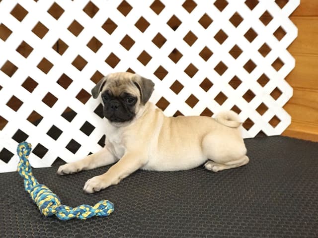 Pug Puppies media 6