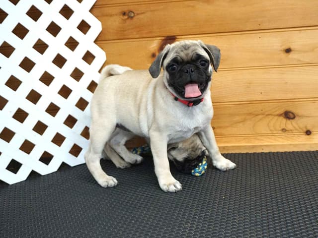 Pug Puppies media 7