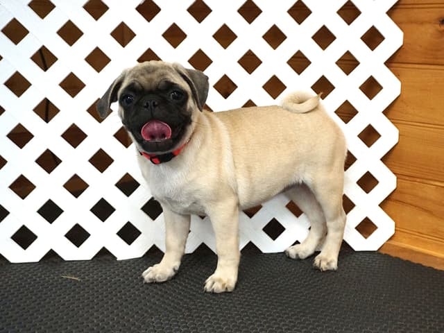 Pug Puppies media 8
