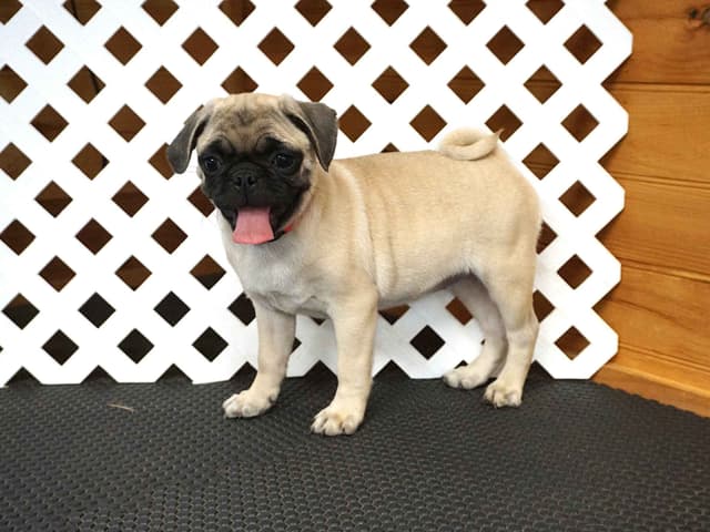 Pug Puppies media 9