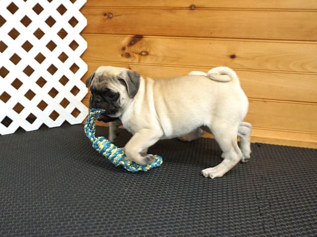 Pug Puppies media 10