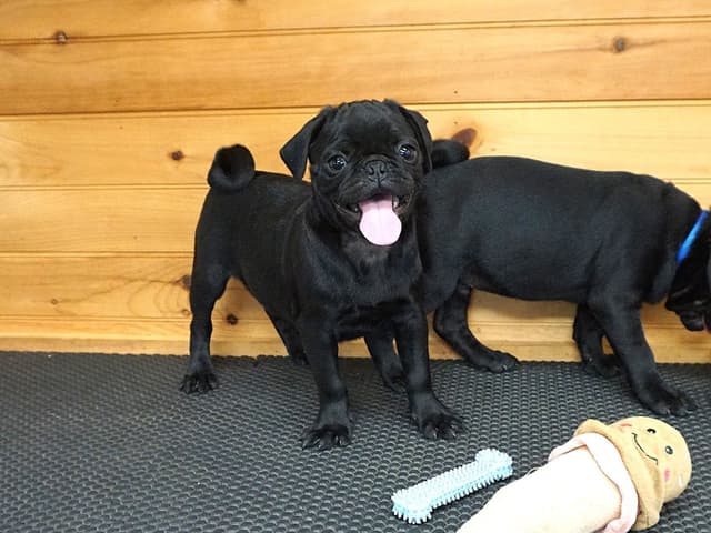 Pug Puppies media 2
