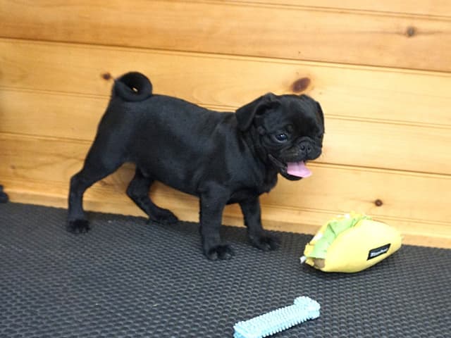 Pug Puppies media 3