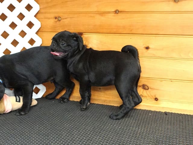 Pug Puppies media 4