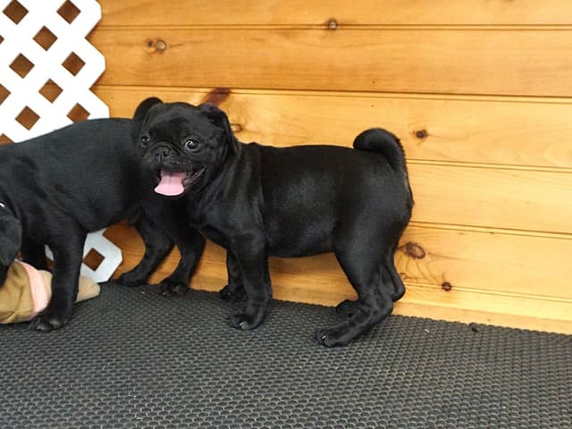 Pug Puppies media 5