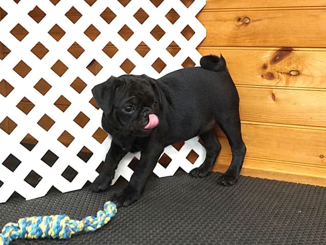 Pug Puppies media 6