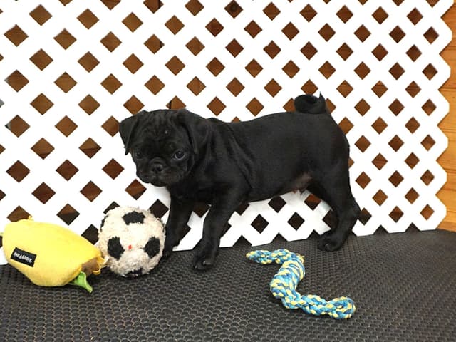 Pug Puppies media 7