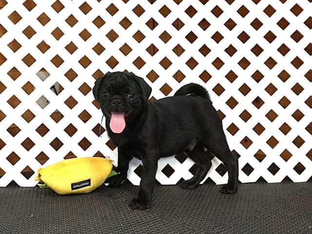 Pug Puppies media 9