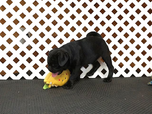 Pug Puppies media 10