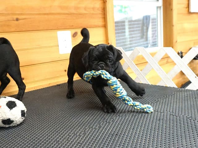 Pug Puppies media 11