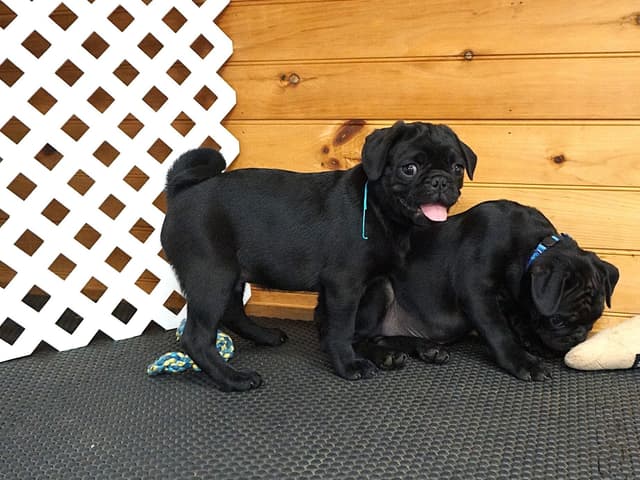 Pug Puppies media 12