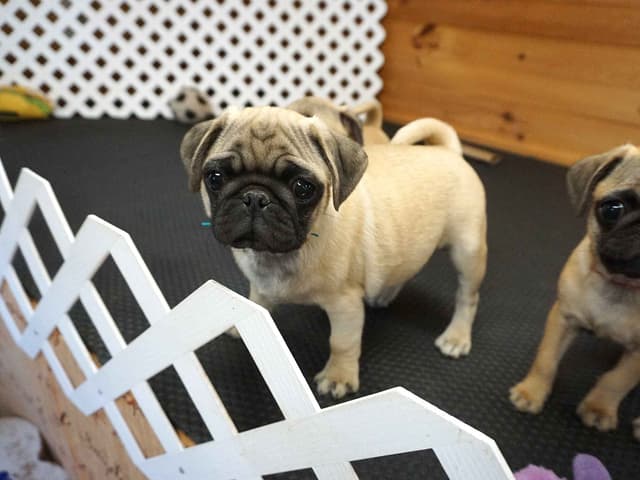 Pug Puppies. Ready to leave March 13 media 2