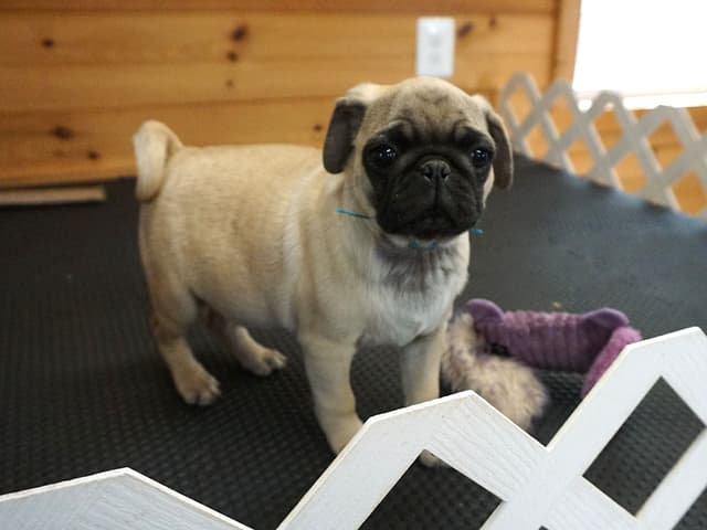 Pug Puppies. Ready to leave March 13 media 4