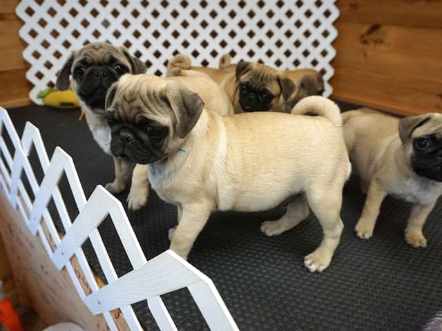 Pug Puppies. Ready to leave March 13 media 3