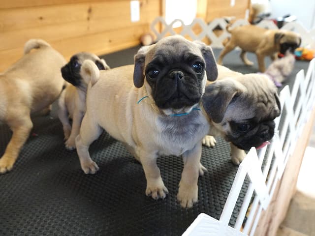 Pug Puppies. Ready to leave March 13 media 5