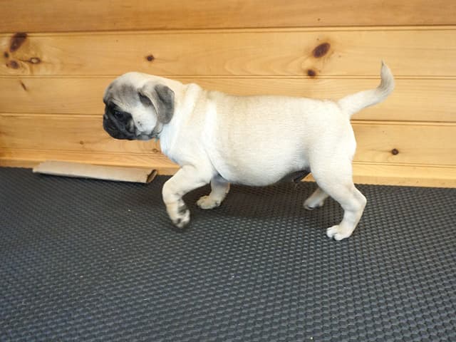 Pug Puppies. Ready to leave March 13 media 6
