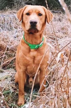 Labrador Retriever Puppies breeder image 3