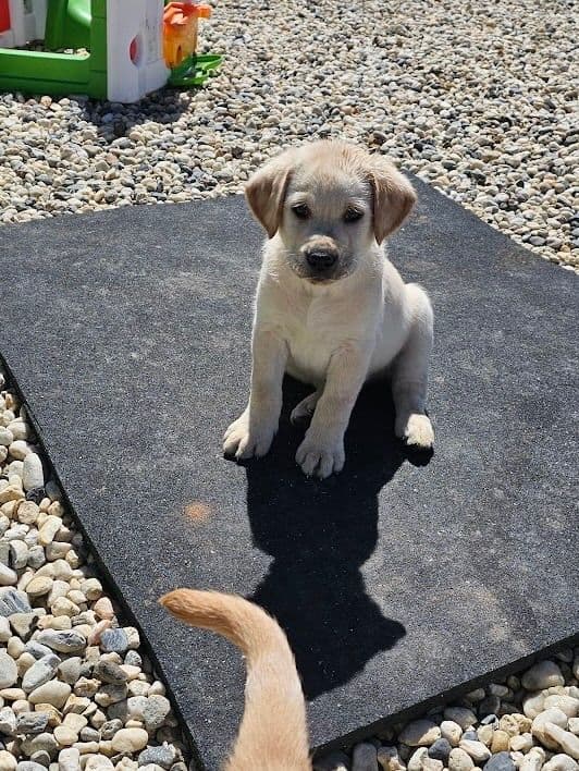 Labrador Retriever Puppies breeder image 4