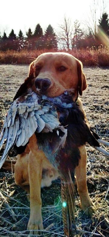 Labrador Retriever Puppies breeder image 5