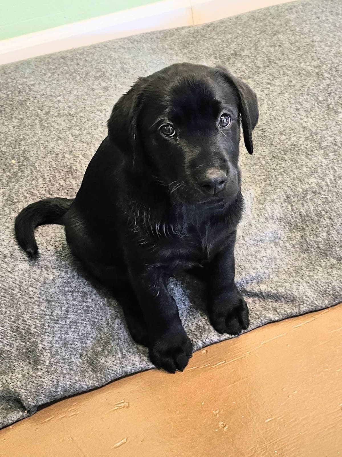 Labrador Retriever Puppies breeder image 6