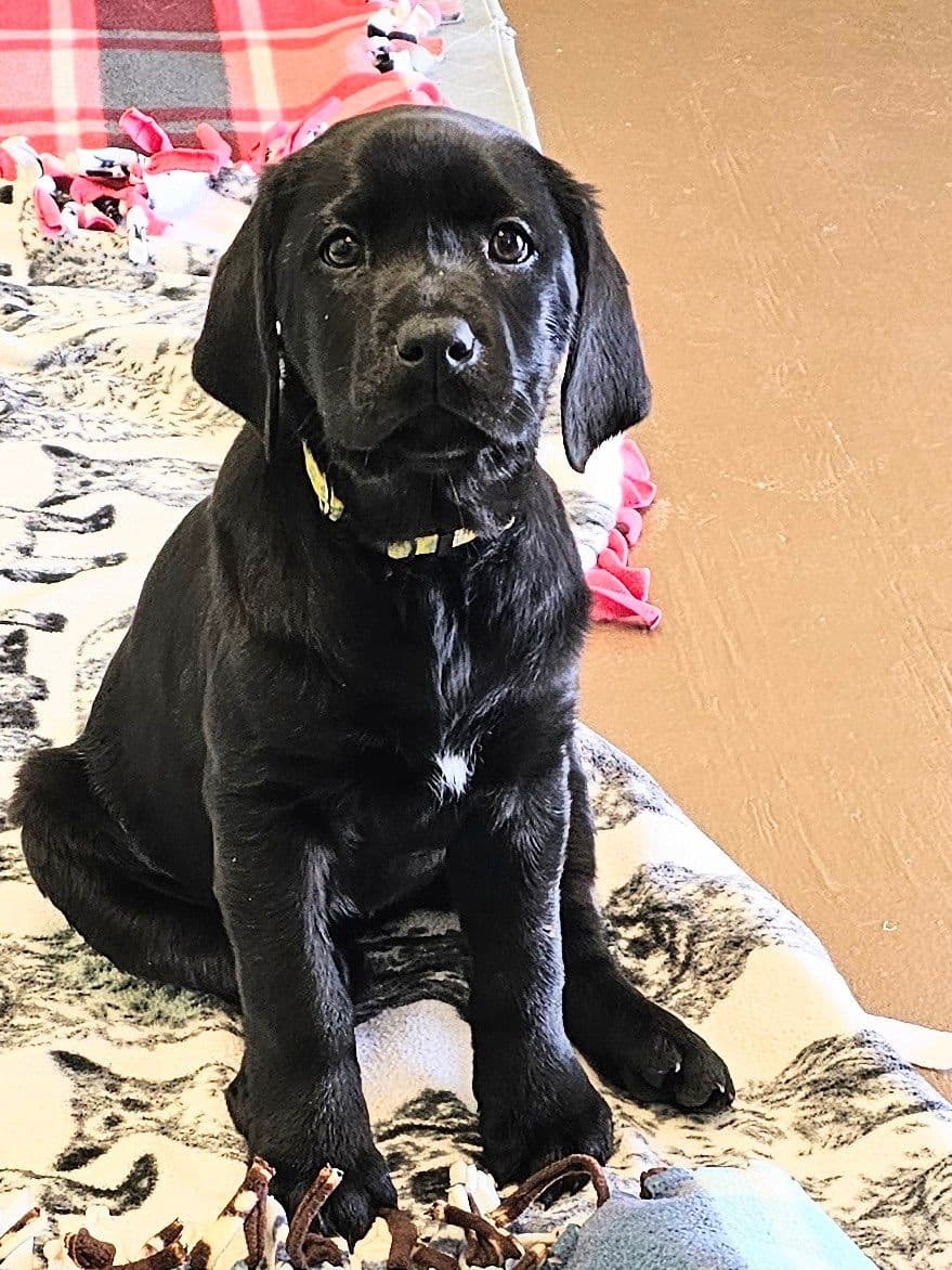 Labrador Retriever Puppies breeder image 8