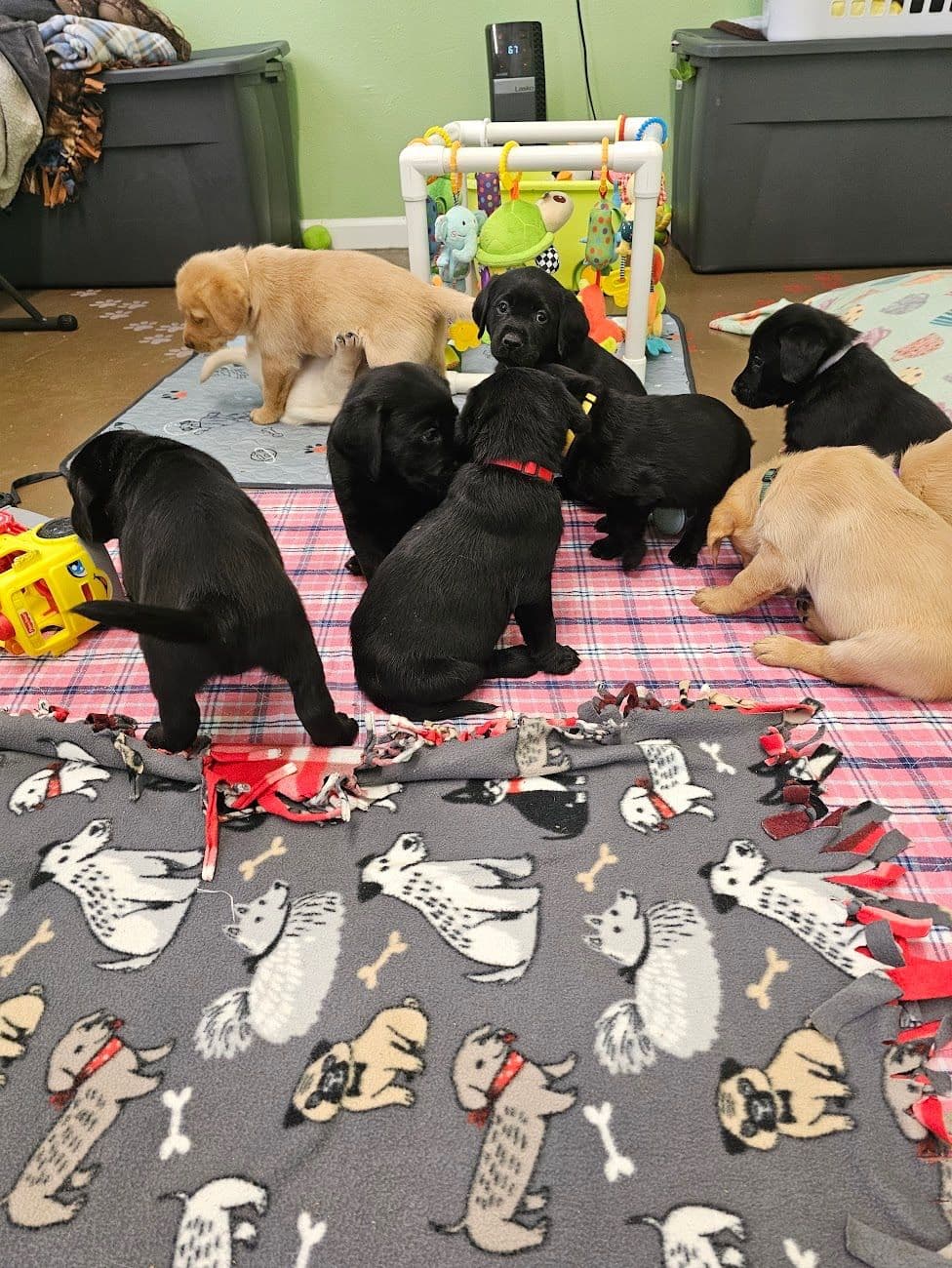 Labrador Retriever Puppies breeder image 14