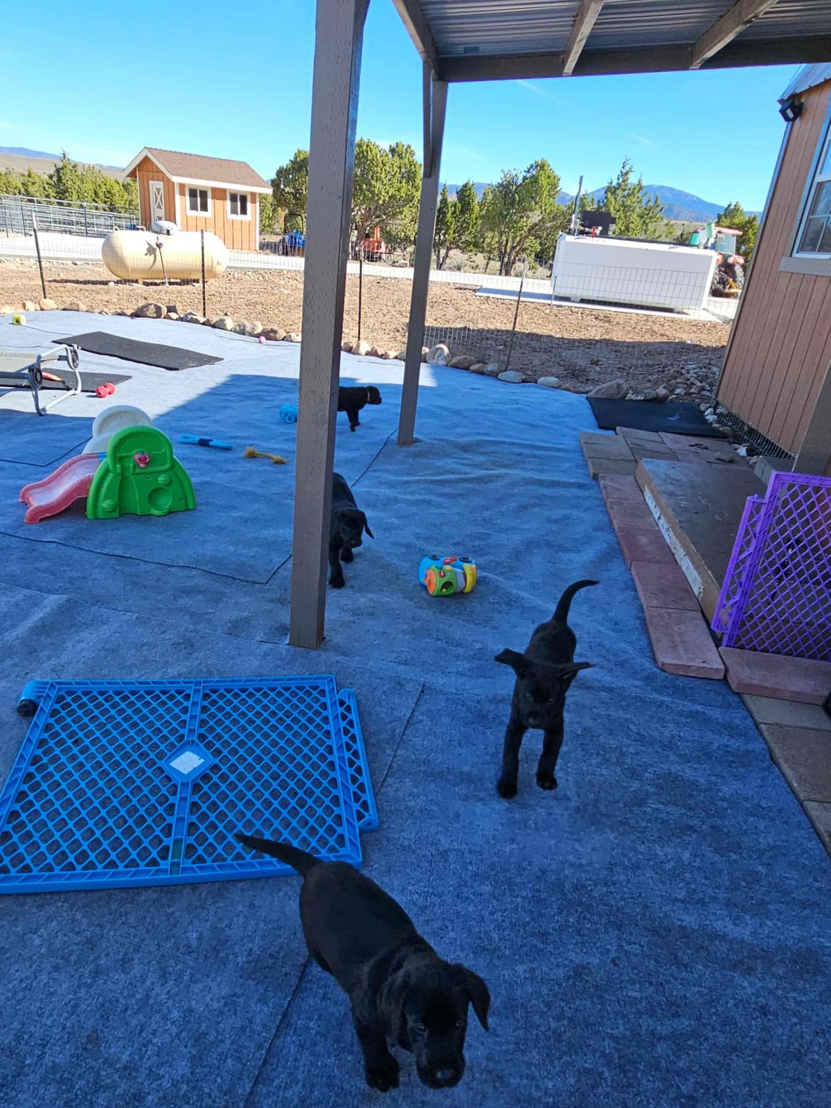 Labrador Retriever Puppies breeder image 17