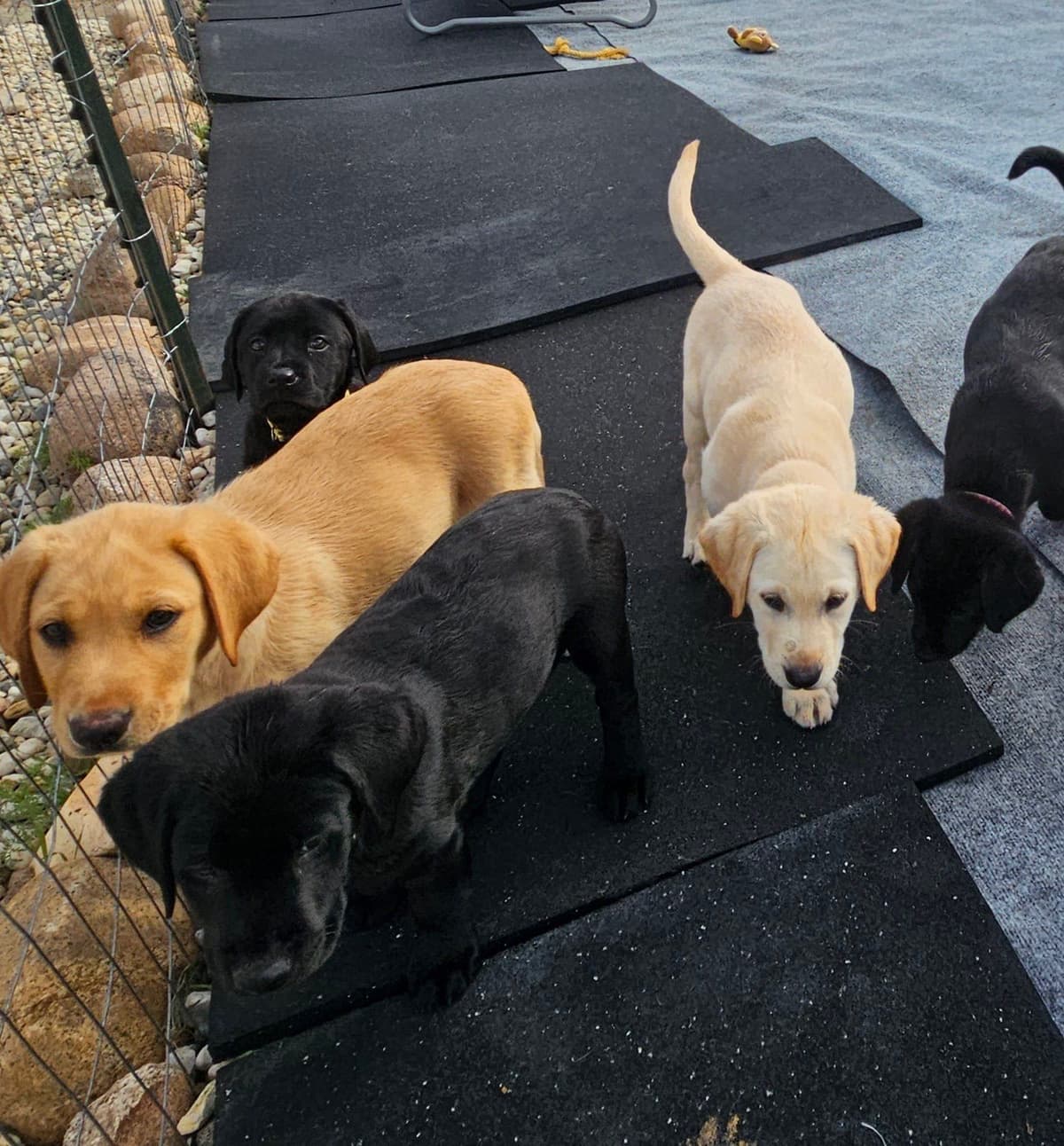 Labrador Retriever Puppies breeder image 16