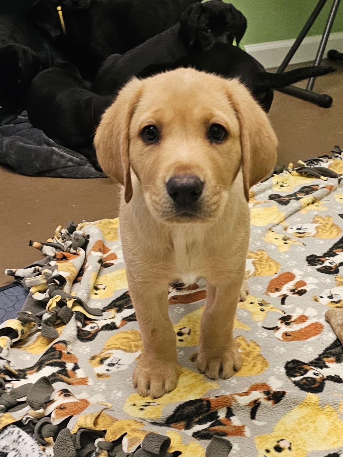 Labrador Retriever Puppies breeder image 19
