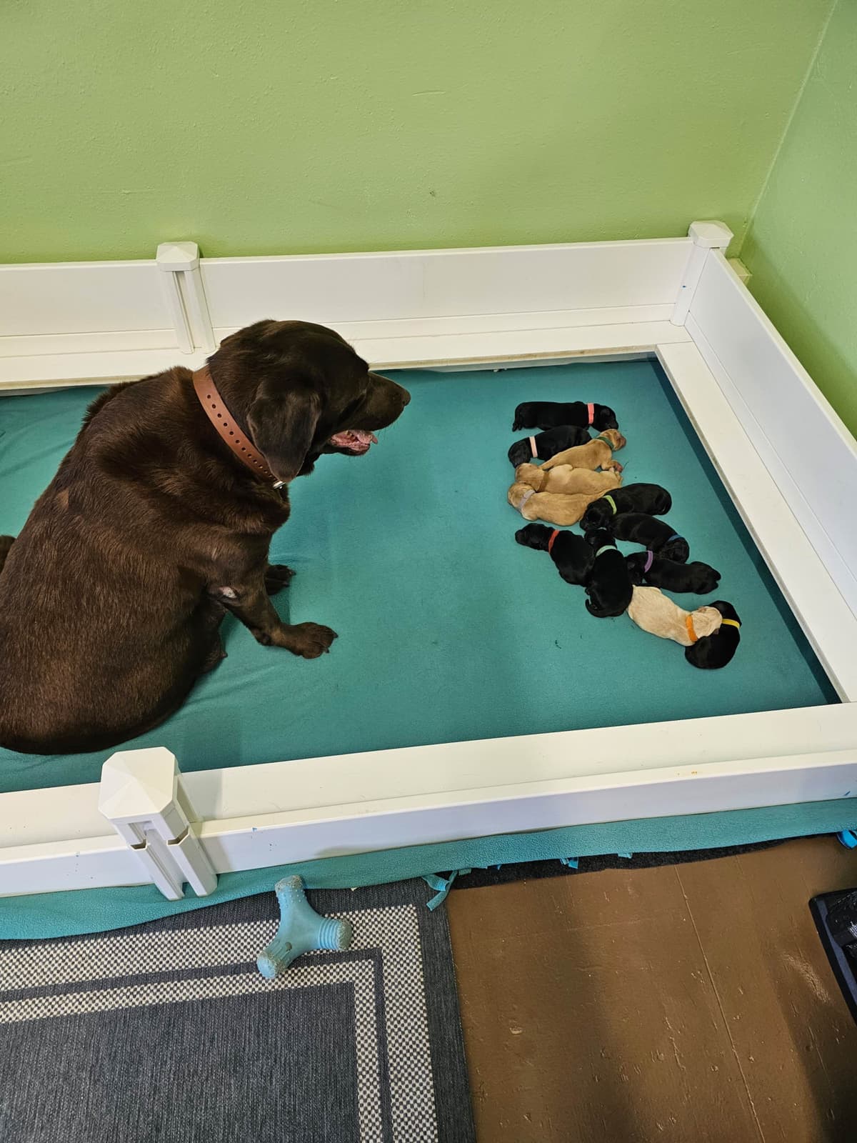 Labrador Retriever Puppies breeder image 20