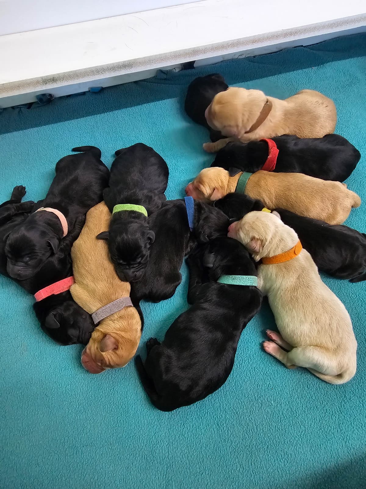 Labrador Retriever Puppies breeder image 21