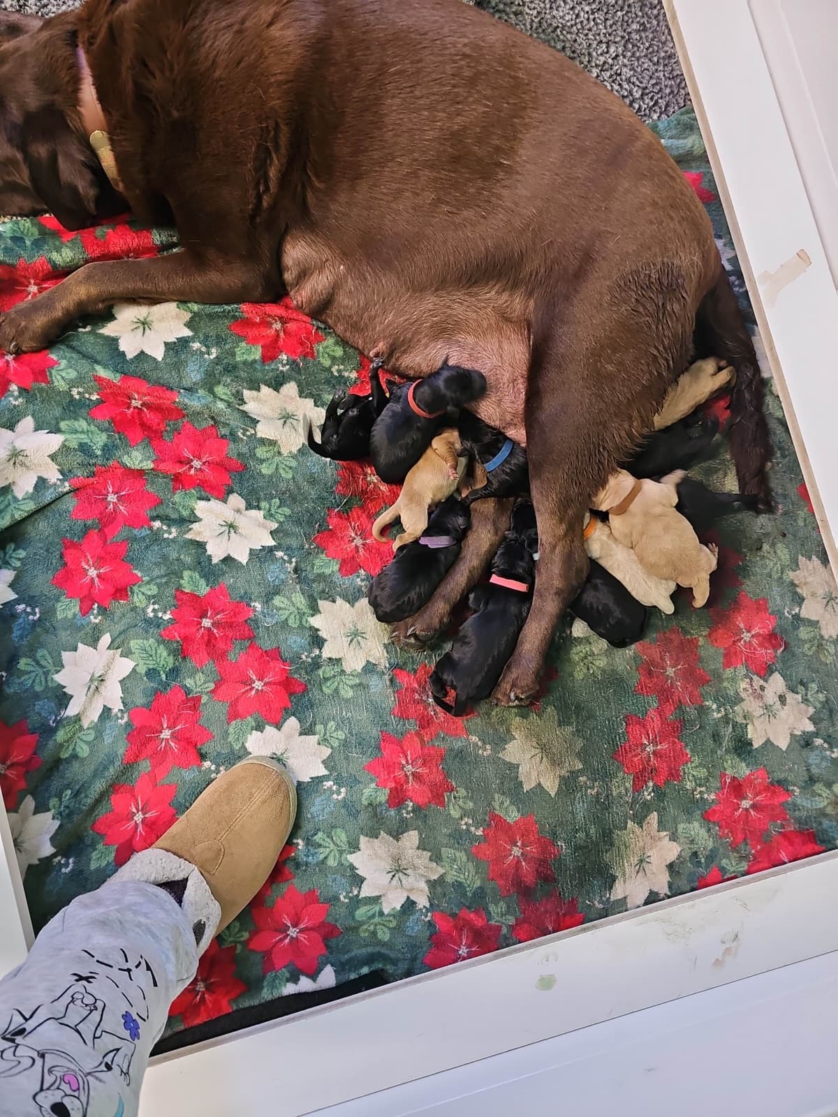 Labrador Retriever Puppies breeder image 22