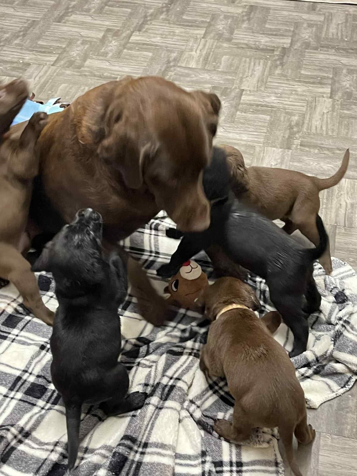 Labrador Retriever Puppies breeder image 23
