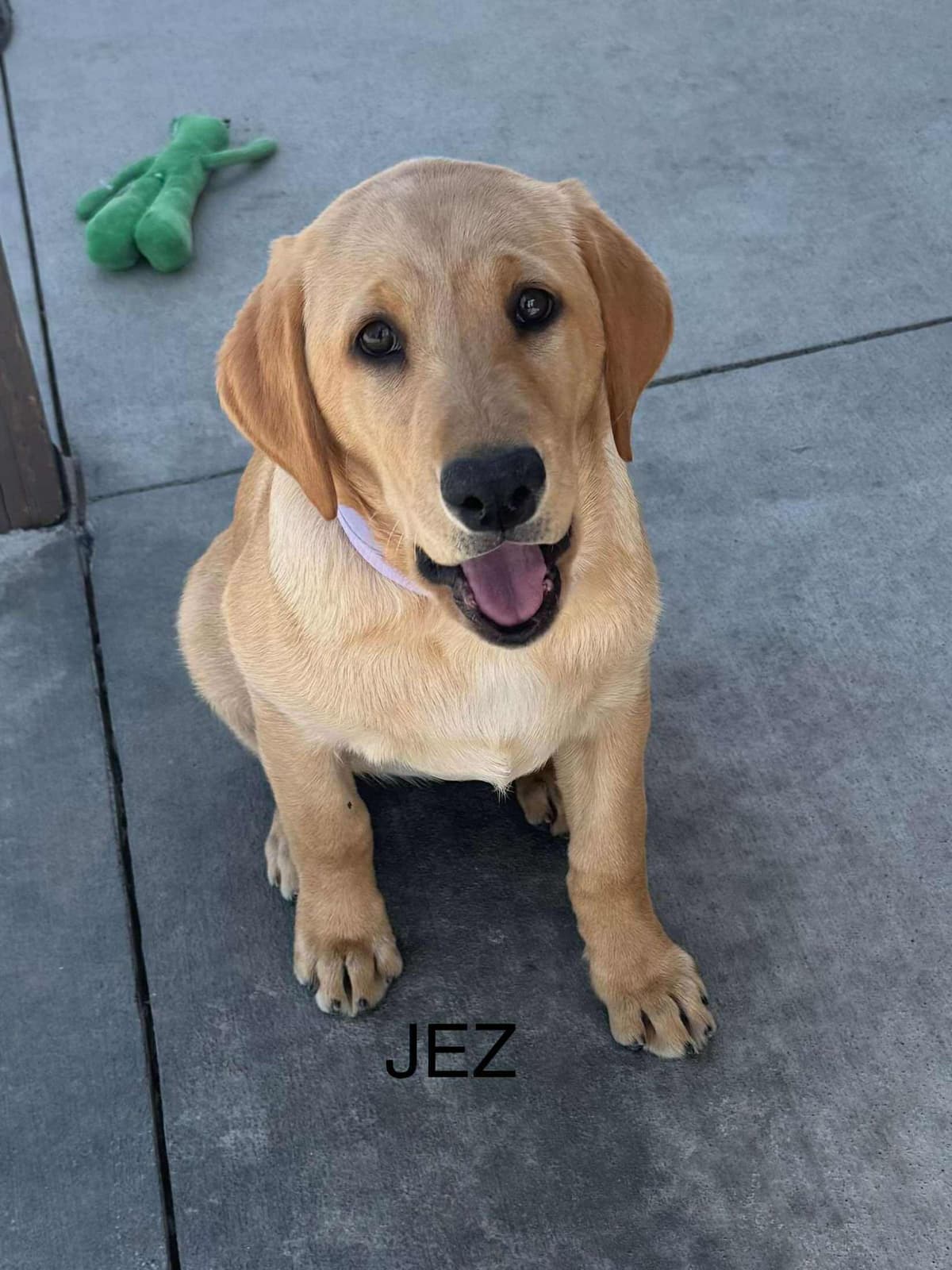 Labrador Retriever Puppies breeder image 25