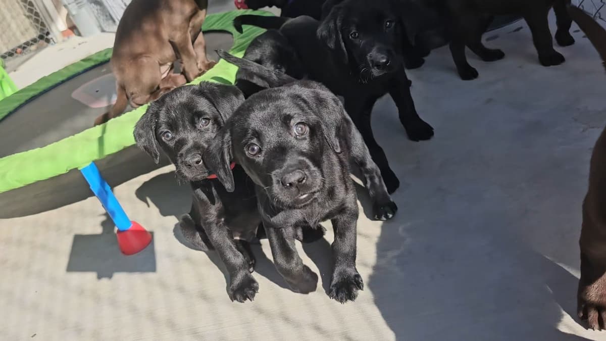 Labrador Retriever Puppies breeder image 29