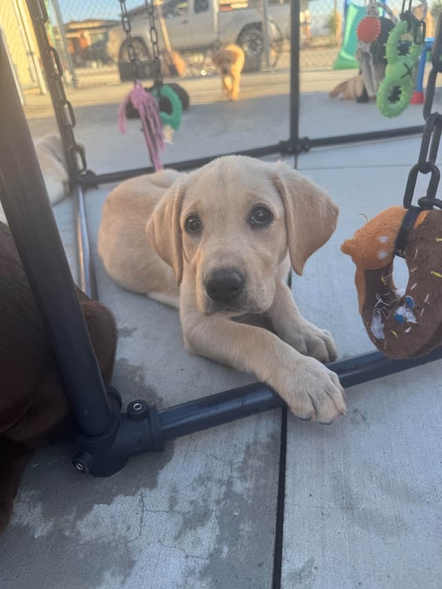 Labrador Retriever Puppies media 2